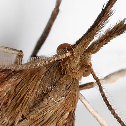 Réf. 346 642 : Synaphe punctalis